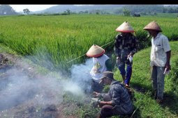 Dinas pertanian kehabisan racun hama