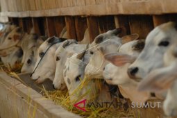 Populasi sapi Langkat naik 3,38 persen