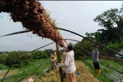 Tapin Regent says shallot harvest unsatisfactory this year