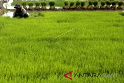 Realisasi panen padi petani Langkat 108,94 persen