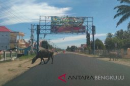 Petugas peternakan dilibatkan dalam tim penertiban ternak