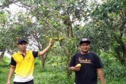 Kolaborasi Agribisnis-Wisata "Jeruk Dau"