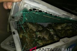 Ratusan Kodok tanpa dokumen gagal masuk Bali