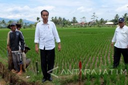 Presiden Jokowi minta Kementerian Pertanian cari solusi pangan impor