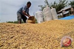 Harga gabah Kalsel April turun 7,05 persen