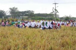 Kabupaten Malang Panen Perdana Padi Ciherang
