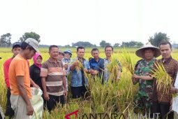 BPTP Sumut panen padi varietas Legowa di Deliserdang