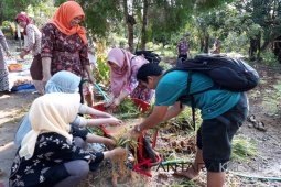 Panen Jahe Emprit