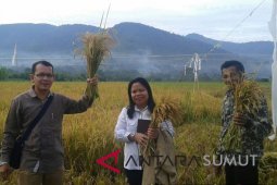 Panen padi ladang di Kabupaten Karo