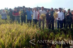 Pastikan Ada Panen, Dirjen Tanaman Pangan Turun ke Jember