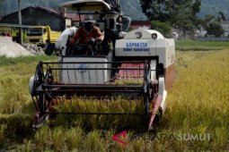 BPPT Sumut Panen padi varietas Mekongga di Sergai