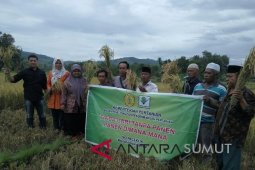 Panen raya padi sawah di Tapanuli Selatan