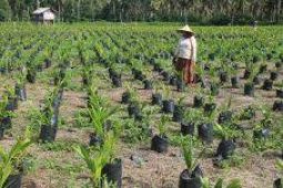 PPKS Medan sudah jual  4.759.126 benih sawit
