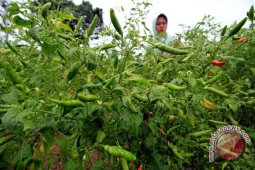 Petani didorong tanam cabai