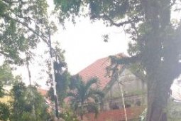 Tiga Mobil Rusak parah Tertimpa Pohon Tumbang