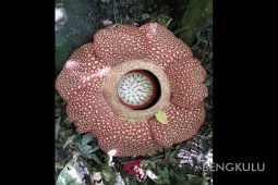 Rafflesia arnoldii mekar di Bukit Daun Bengkulu