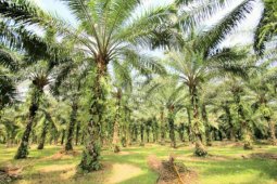 Harga CPO Jambi turun Rp169 per kilogram