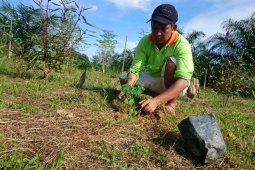 Kelompok tani Sinar Mas kembangkan tanaman moringa