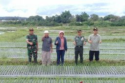 berkah musim hujan, Sembalun panen bawang putih