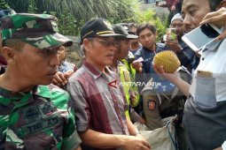 Ribuan Durian di Kediri Dibagikan Gratis (Video)