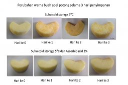 Peneliti IPB cegah pencoklatan pada apel potong