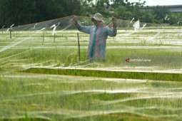 Biaya Tambahan Petani