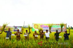Batola Tanam 112 Hektare Varietas IPB-3s