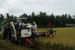 Petani Langkat panen raya padi