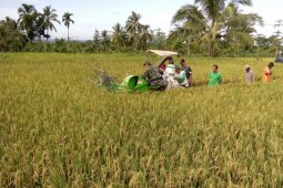 Kodim 0824 Jember Dukung Ketahanan Pangan dengan Pendampingan Pertanian