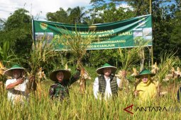 Cianjur panen perdana hasil pencetakan sawah baru