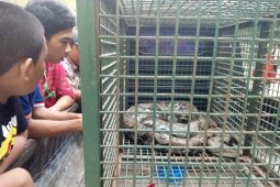 THPS tambah koleksi Ular Phyton