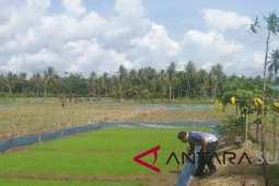 Tikus serang penangkaran benih