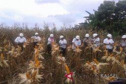 PT Smart Assists Farmers with Corn