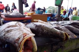 Mencicipi olahan ikan tai dari Jepang