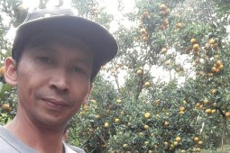 Mengolaborasikan agribisnis-wisata "jeruk dau" melalui Bumdes