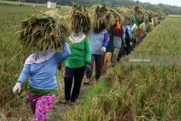 Pemkab Madiun Klaim Hasil Panen Awal 2018 Baik