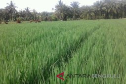 Dua Poktan terima penyaluran dana mina padi