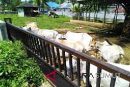 Kawasan Pinangsori disterilkan dari ternak