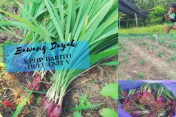 Barito Utara perluas uji coba Pengembangan bawang Dayak