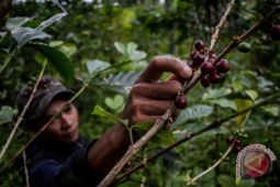 Petani produktifitas kebun kopi turun