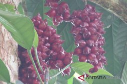 Kebun Raya Eksplorasi Keanekaragaman Hayati Meratus