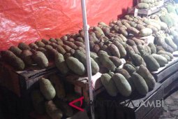 Buah "cempedak" nangka mini berasa unik