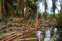 Pohon sagu tidak berbuah lagi selepas tsunami