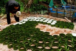 Produksi Tepung Sagu