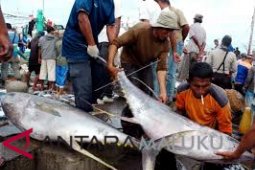 Maluku kembali ekspor 10 ton tuna segar