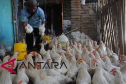 Daging ayam beku di Ambon masih mahal