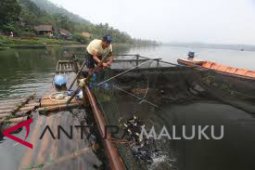 Pengamat: budidaya ikan air tawar kurang prospektif