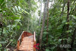 Hutan Pelawan di Namang dikunjungi pelajar dari Jakarta