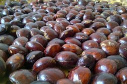 Jengkol terbaik di Indonesia ternyata berasal dari daerah ini