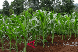 Silo Latih Petani Kotabaru Budidayakan Jagung